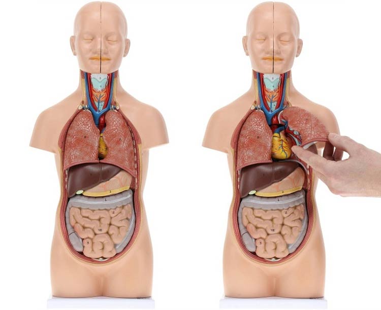 Anatomical World Wide Axis Scientific 12-Part Unisex Mini Torso