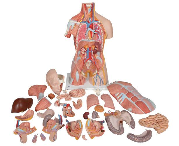 Dual Sex Muscle Torso Anatomy Model, Deluxe, 31 Parts