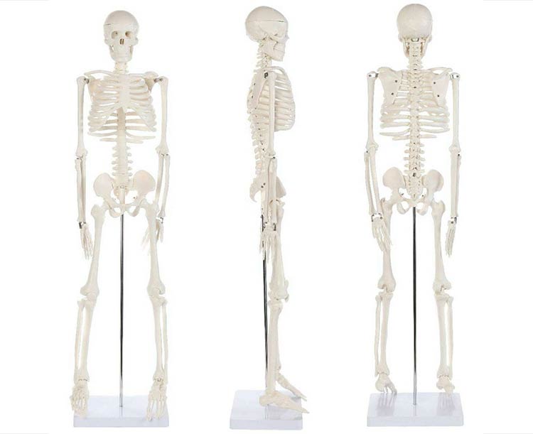 Anatomical World Wide Anatomy Lab Essential Mini 35