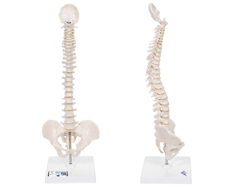 Anatomical World Wide Mini Flexible Vertebral Column Anatomy Model Mounted On Base