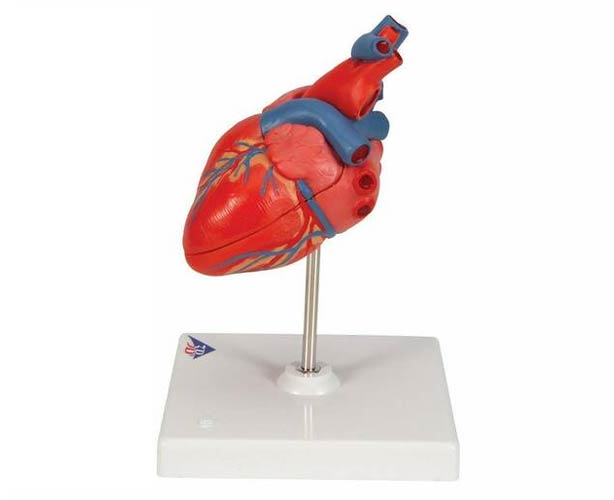 3B Scientific Classic Human Heart Anatomy Model