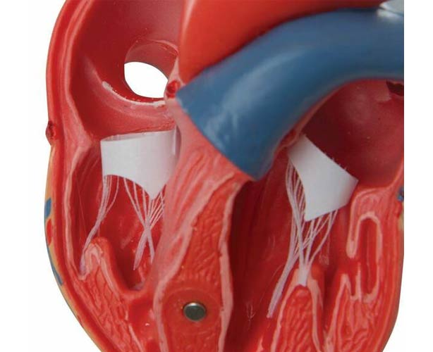 3B Scientific Classic Human Heart Anatomy Model