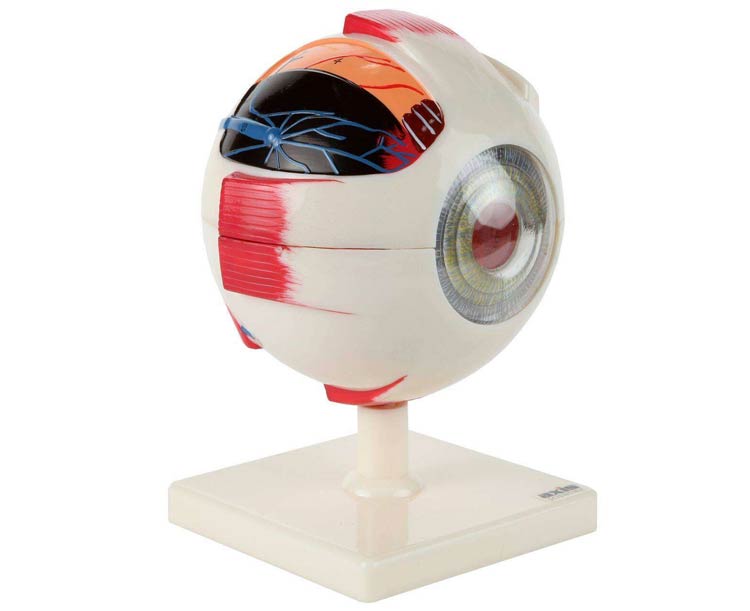 Axis Scientific 7-Part Human Eye (5x Life Size)