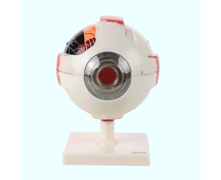 Axis Scientific 7-Part Human Eye (5x Life Size)