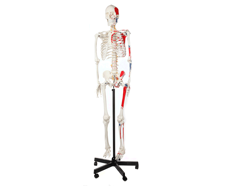 Muscle Painted & Numbered Life-Size Human Skeleton Model