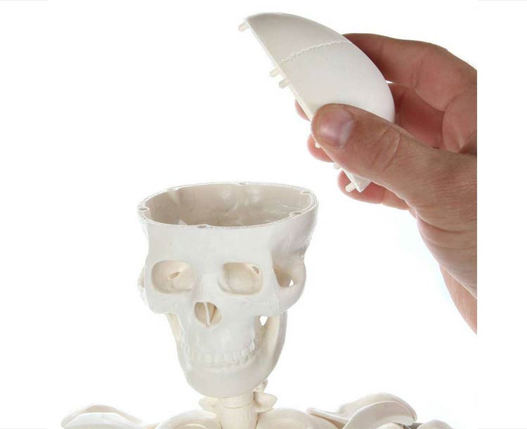 Anatomy Lab Essential Mini 35" Skeleton