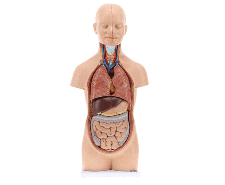 Axis Scientific 12-Part Unisex Mini Torso