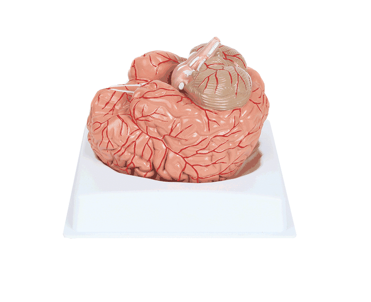 Anatomy Lab 2 Part Brain Model with Arteries & Blood Vessels