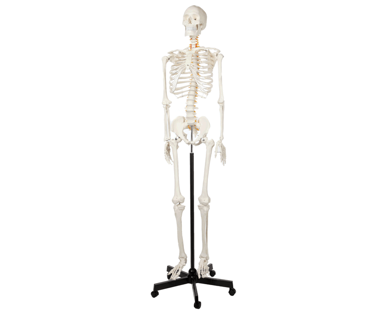 Classic Human Skeleton with Study & Numbering Guide