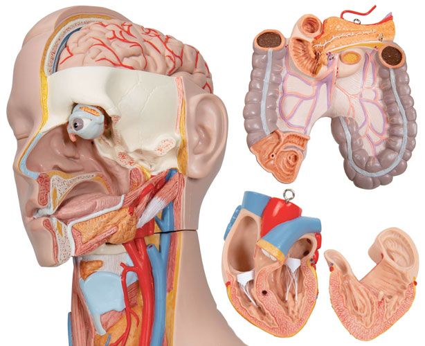 Anatomie geschlechtsverkehr Harnröhre