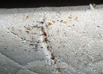 How to look for bed bugs
