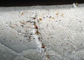 How to Spot Bed Bugs Whether at a Hotel or Your Home and How to Stay ...