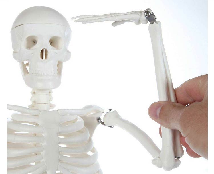 Anatomy Lab Essential Mini 35" Skeleton