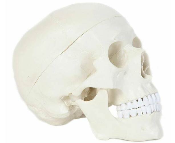 Anatomical World Wide Anatomy Lab Essential Life-Size Skull