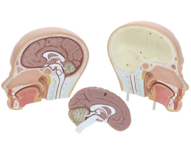 Axis Scientific 12-Part Unisex Mini Torso