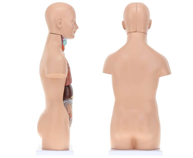 Axis Scientific 12-Part Unisex Mini Torso