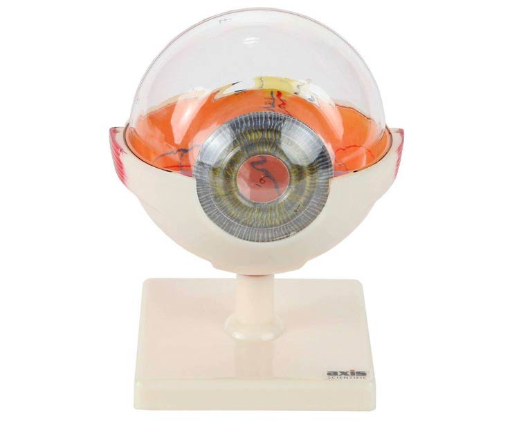 Axis Scientific 7-Part Human Eye (5x Life Size)