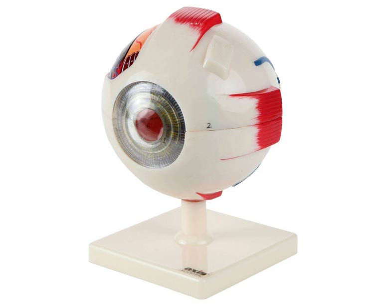 Anatomical World Wide Axis Scientific 7-Part Human Eye (5x Life Size)