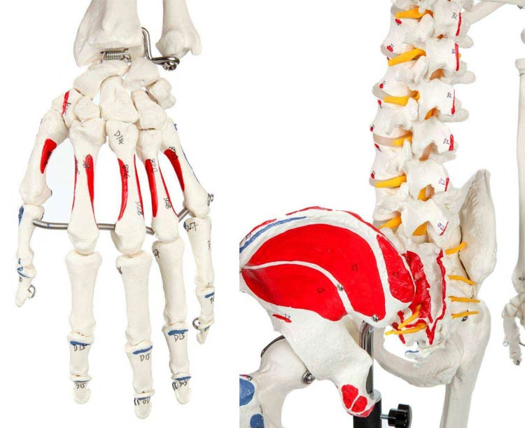 Muscle Painted & Numbered Life-Size Human Skeleton Model