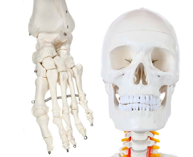 Classic Human Skeleton with Study & Numbering Guide