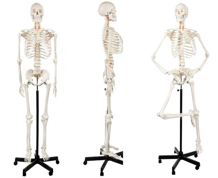 Anatomical World Wide Classic Human Skeleton with Study & Numbering Guide
