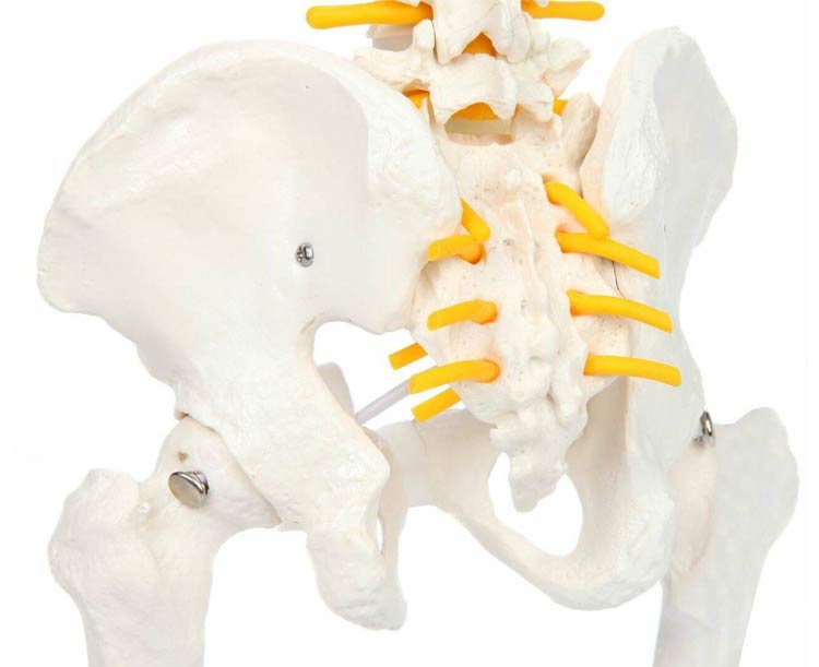 Axis Scientific Miniature Human Spine with Femur Heads Model