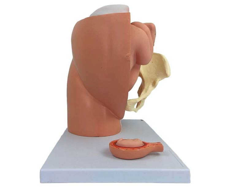 Pregnancy Pelvis with Mature Fetus Numbered Anatomy Model