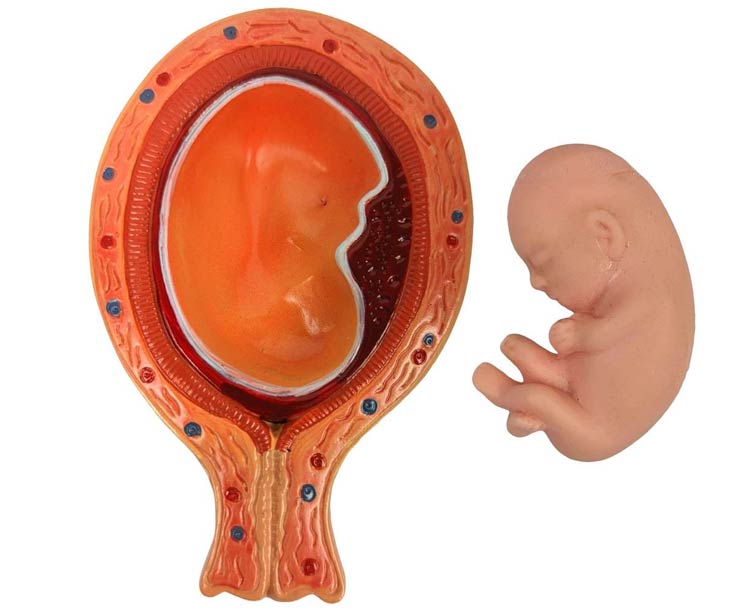 Pregnancy Pelvis with Mature Fetus Numbered Anatomy Model