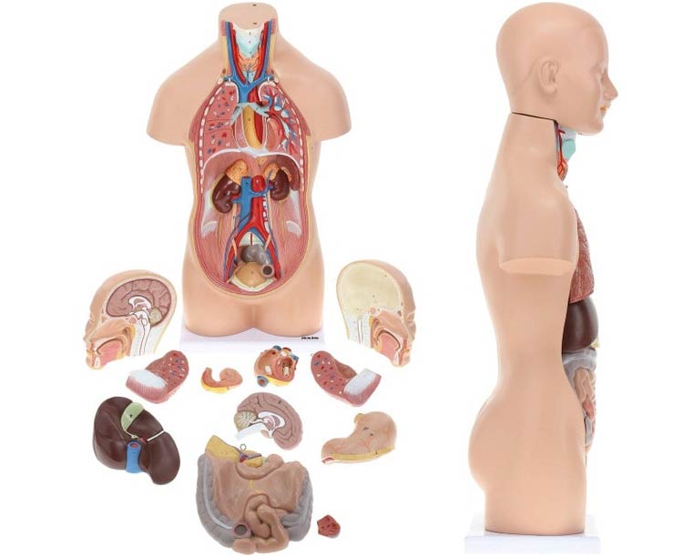 Axis Scientific 12-Part Unisex Mini Torso