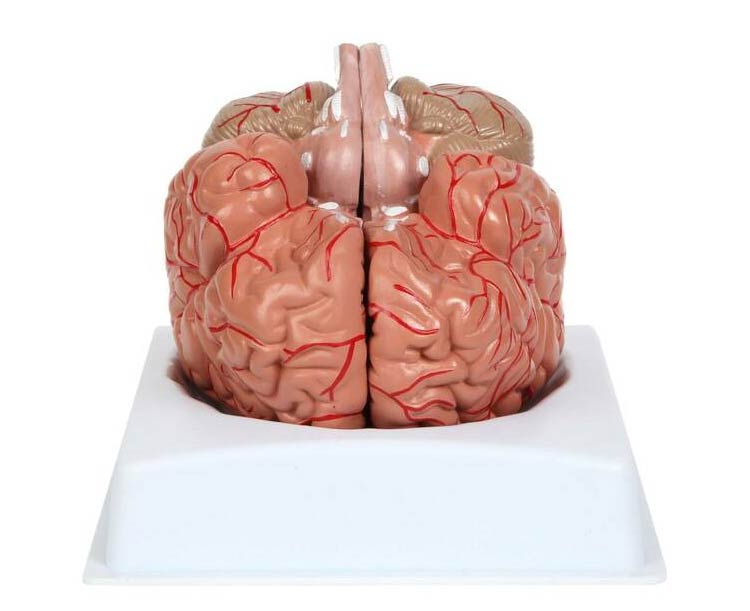 Anatomy Lab 2 Part Brain Model with Arteries & Blood Vessels