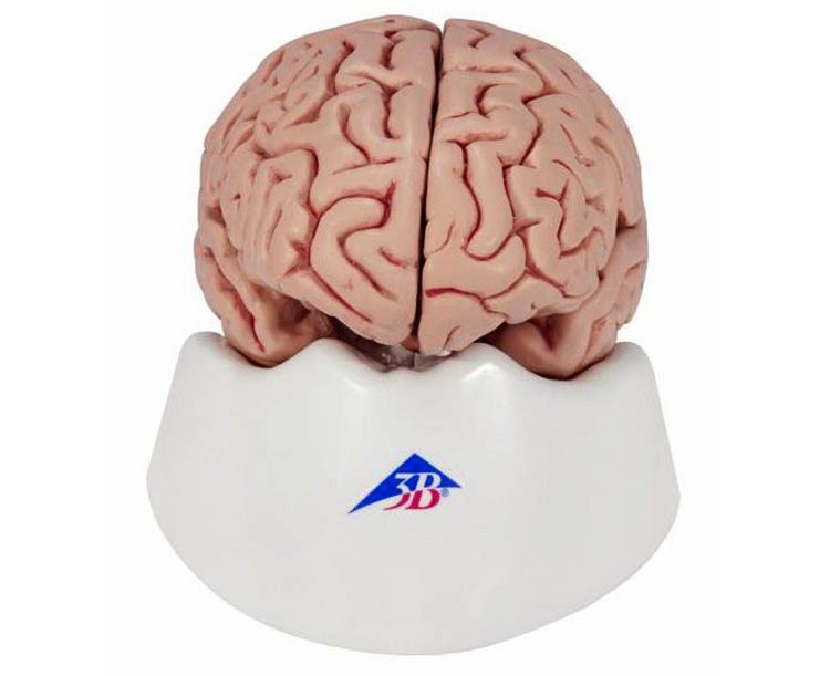 3B Scientific Brain and Ventricle Anatomy Model Set