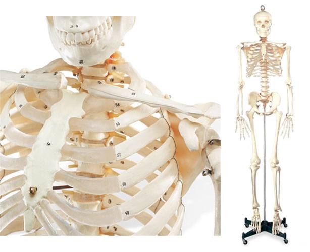 Anatomical World Wide Numbered Budget Bucky Skeleton