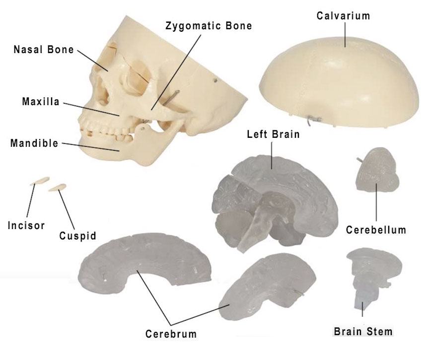 Budget Skull With 8-part Brain Model
