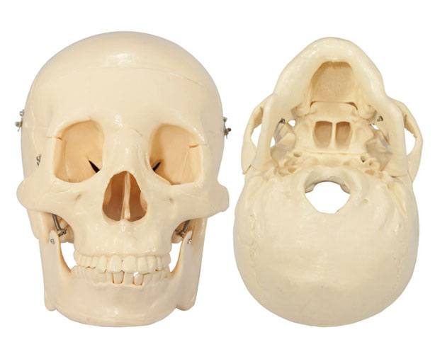 Budget Skull With 8-part Brain Model