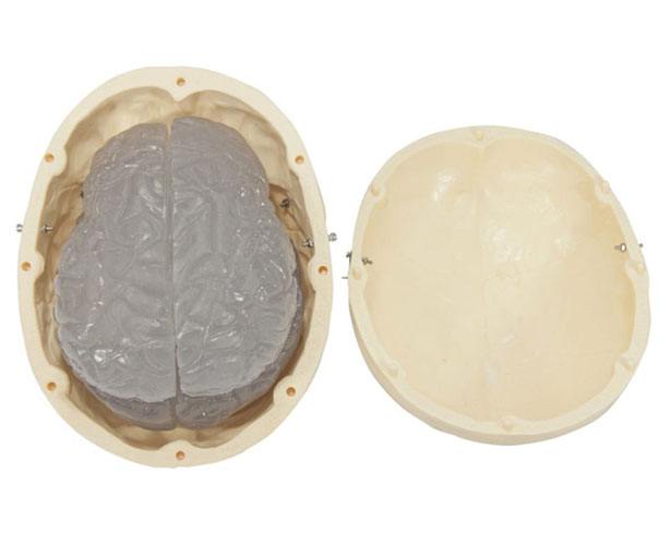 Budget Skull With 8-part Brain Model