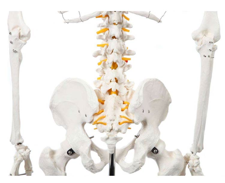 Classic Human Skeleton with Study & Numbering Guide