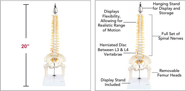Dimensions for Axis Scientific Miniature Human Spine with Femur Heads Anatomy Model