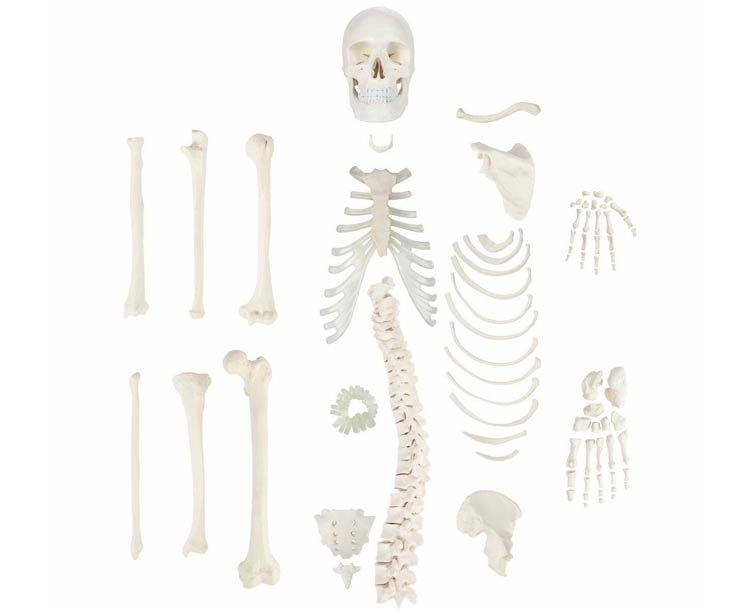 Anatomical World Wide Axis Scientific Life-Size Disarticulated Skeleton Model