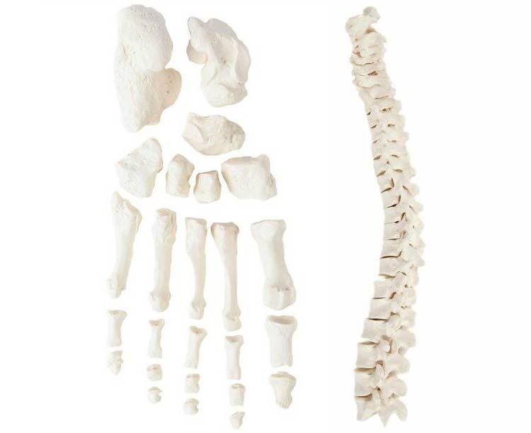 Axis Scientific Life-Size Disarticulated Skeleton Model