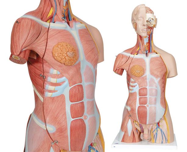 Anatomical World Wide Dual Sex Muscle Torso Anatomy Model, Deluxe, 31 Parts