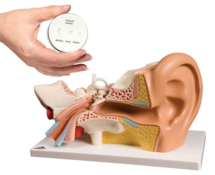 Anatomical World Wide 3B Scientific Ear Anatomy Model Set