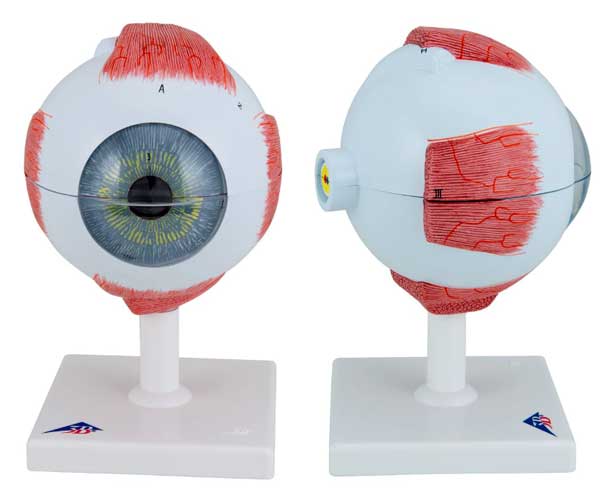 Anatomical World Wide Human Eye Replica Model, 5 Times Full-Size (6 Parts)