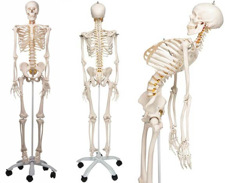 Anatomical World Wide Mr. Flexible Skeleton Model Skeleton
