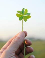 Finding 4 Leaf Clover Finding 4 Leaf Clover