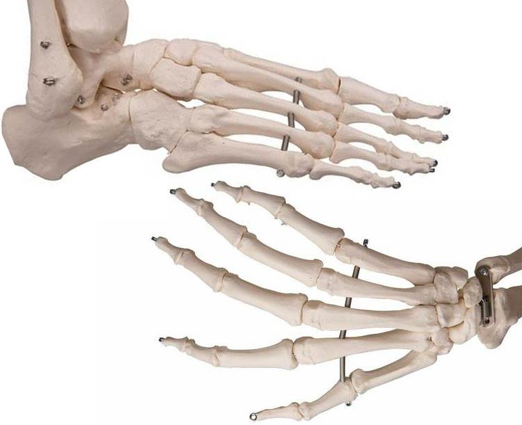 Mr. Flexible Skeleton Model Skeleton