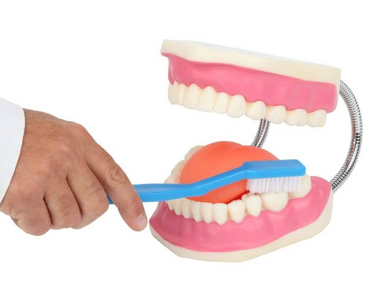 Axis Scientific Giant Tooth Brushing Model with Giant Brush