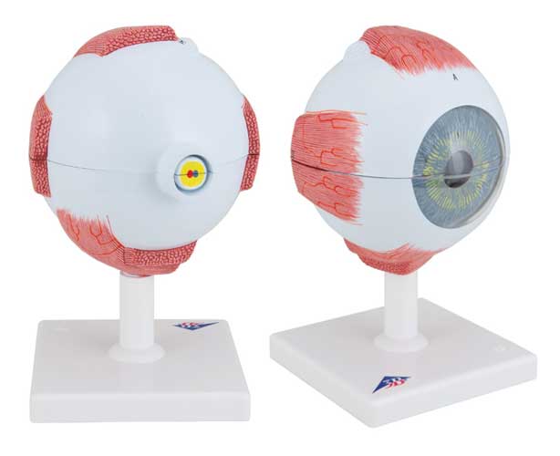 Human Eye Replica Model, 5 Times Full-Size (6 Parts)