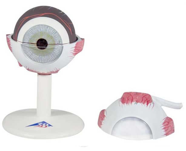 Human Eye Replica Model, 3 Times Full-Size (6 Parts)