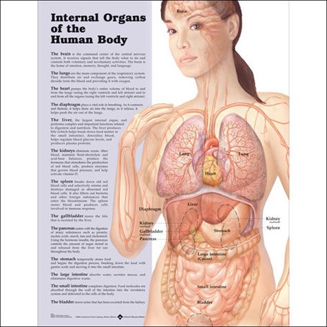 Anatomical World Wide Internal Organs of the Human Body Anatomical Chart