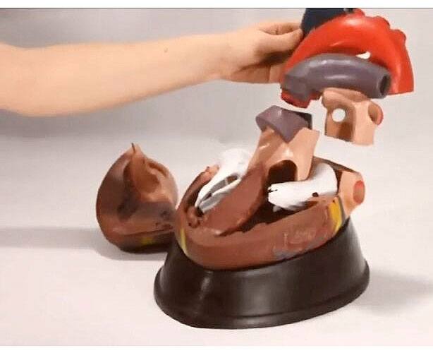 Budget Jumbo Heart Model